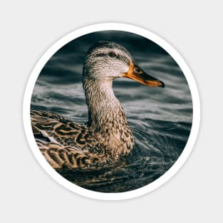 Female Mallard Duck, Embraces the Freezing Water Photograph Magnet